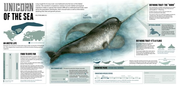 Narwhal Fun Facts!