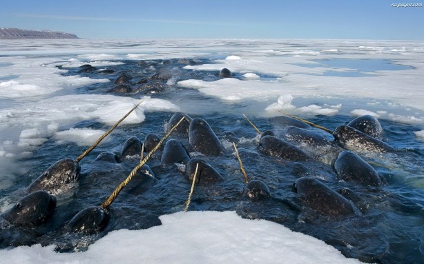 Narwhals Doing Their Thing.